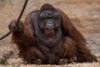 "Pongo" - Borneo Orang Utan - 2015