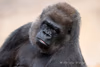 "Fatima" - Westlicher Flachlandgorilla - 2015