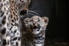 "Charlene" - Nachwuchs bei den Nordpersischen Leoparden - 2011