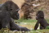 "Changa Maidi" mit Sohn "Demba" - Westlicher Flachlandgorilla - 2013