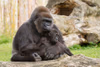 "Fatima" und "Demba" - Westlicher Flachlandgorilla - 2014