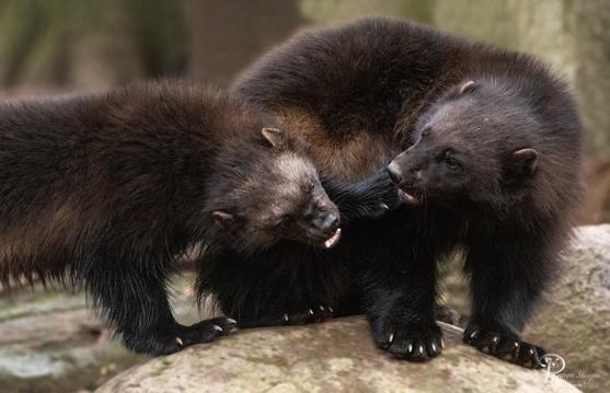 Zoo Osnabrück