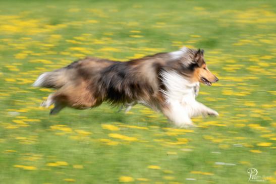 Collies aus dem Boltenmoor