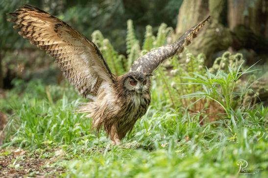 Naturzoo Rheine