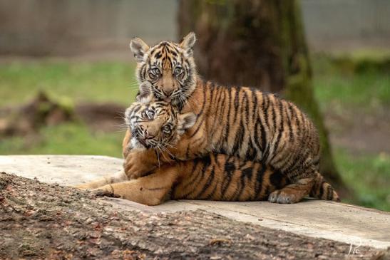 Naturzoo Rheine