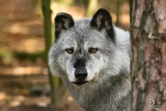 Wildfreigehege Nöttler Berg