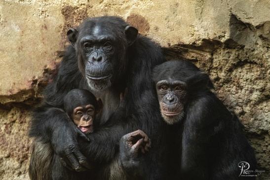 Zoo Osnabrück