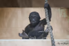 Gorillanachwuchs "Kiano"