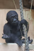 Gorillanachwuchs "Kiano"