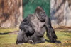 Westlicher Flachlandgorilla - Silberrücken "N´Kwango"