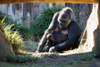 Westlicher Flachlandgorilla - "Changa Maidi" und "Kiano"