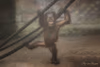 Orang Utan Nachwuchs "Hutan"