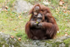 Orang Utan "Mandi" und "Hutan"
