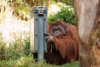 Orang Utan "Ramon"