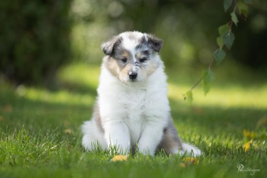 Collies aus dem Boltenmoor