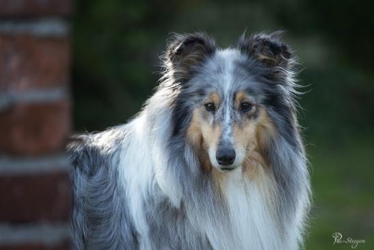 Collies aus dem Boltenmoor