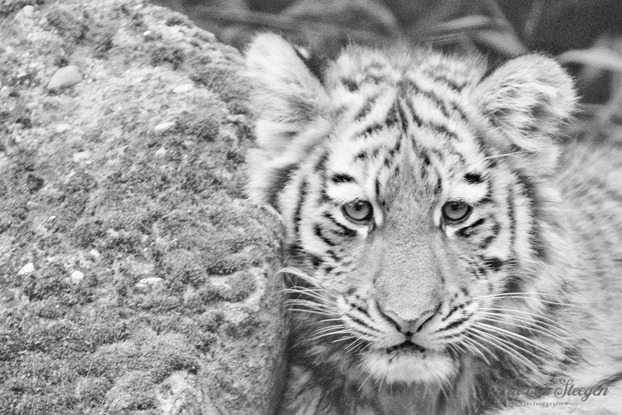 Tigerkatze "Anya"