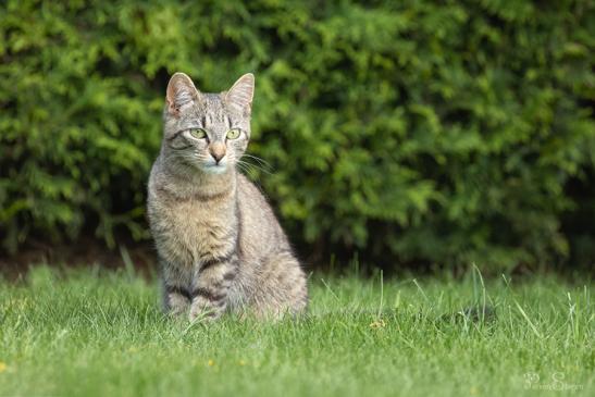 Gartenbesucher