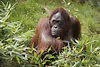 Borneo Orang Utan "Mandi"