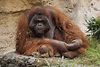 Borneo Orang Utan "Ramon"