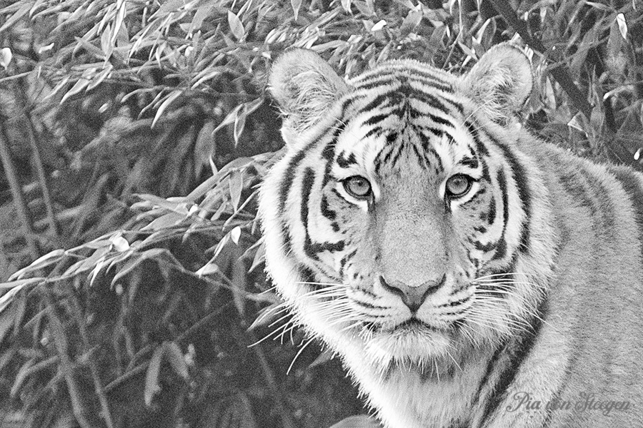 Tigerkatze "Raya"