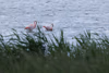 Flamingos