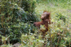 Orang Utan Nachwuchs "Hutan"