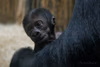 Nachwuchs bei den Gorillas "Kiano"