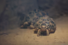 Schildkröten