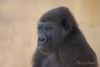 "Tara" neue Gorilladame in Münster aus dem Zoo Hannover