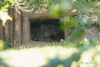 Alwa mit Jungtieren in der Höhle - 3 Tage alt