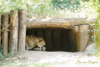Alwa mit Jungtier in der Höhle - Tag 18