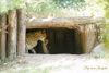 Alwa mit Jungtier in der Höhle - Tag 18
