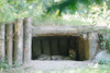 Alwa mit Jungtieren in der Höhle - 3 Wochen alt