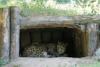 Alwa mit Jungtieren in der Höhle - 3 Wochen alt