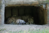 Alwa mit Jungtieren in der Höhle - 3 Wochen alt