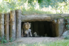 Alwa mit Jungtieren in der Höhle - 3 Wochen alt