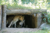 Alwa mit Jungtieren in der Höhle - 3 Wochen alt