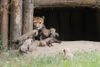 Alwa mit Jungtieren in der Höhle - 3 1/2 Wochen alt