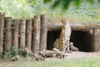 Alwa mit Jungtieren in der Höhle - 3 1/2 Wochen alt