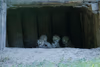 Jungtiere in der Höhle - 3 Wochen alt