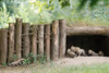 Jungtiere in der Höhle - 3 1/2 Wochen alt