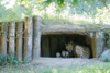 Alwa mit Jungtieren in der Höhle - 3 Wochen alt
