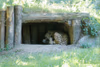 Alwa mit Jungtieren in der Höhle - 3 Wochen alt