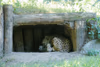 Alwa mit Jungtieren in der Höhle - 3 Wochen alt