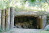 Alwa mit Jungtieren in der Höhle - 3 Wochen alt