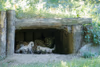 Alwa mit Jungtieren in der Höhle - 3 Wochen alt