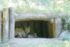 Alwa mit Jungtieren in der Höhle - 3 Wochen alt