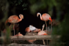 Nachwuchs bei den Chile-Flamingos