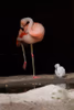Nachwuchs bei den Chile-Flamingos